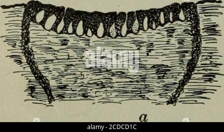 . Malattie fungose delle piante, con capitoli su fisiologia, metodi di coltura e tecnica . Fig. 125. Blister Canker di Apple 284 FUNGOUS MALATTIE DELLE PIANTE. Foto Stock