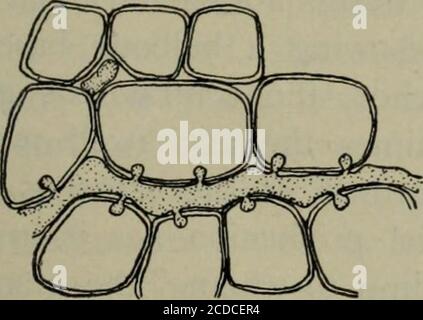 . Malattie fungose delle piante, con capitoli su fisiologia, metodi di coltura e tecnica. A Foto Stock