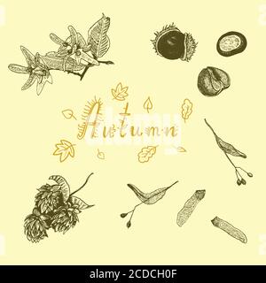 Impostare con semi di alberi autunnali. Illustrazione botanica disegnata a mano dell'inchiostro Illustrazione Vettoriale