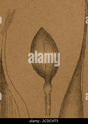 . Transazioni della Società reale della Nuova Zelanda . / Foto Stock