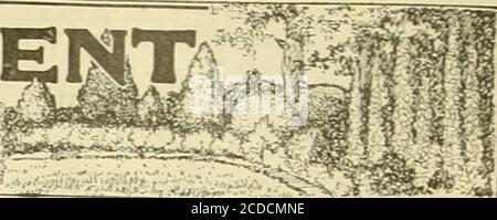 . Lo scambio dei fioristi: Un mezzo settimanale di interscambio per fioristi, nurseristi, seminaristi e il commercio in generale. URSERY DEPARTM DIRETTO DA JOSEPH MEEHAN AMERICAN ASSOCIATION OF NMSER-I-MEN-PRESIDENT. Lloto C. St.^rk.Louisiana. Mo.; Ice-Pres., J. R, .M.^yhew. Waxahachie. Texas; Treas., J. V. Hill.Des Mo-nes, Iowa; sec y, Curtis Nye Smith. 19 Congress St. Boston. Massa!. Siepe di Hibiscus syriacus (oggetto di questa illustrazione di settimane) i bordi di Althea, o Rosa di Sharon, come i nostri arbusti comunemente chiamati, non sono insoliti in questi giorni, seguendo un'usanza di mezzo secolo fa a quale tempo Foto Stock