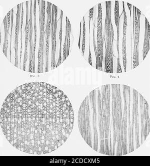 . Identificazione dei boschi economici degli Stati Uniti, compresa una discussione sulle proprietà strutturali e fisiche del legno . Fig. 1 Fig. 2. Fig. 5 Fig. 6 Foto Stock