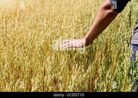 Mano di coltivatore tocca orecchie di avena di segale. Spighe verdi con semi di cereali avena di frumento segale Foto Stock