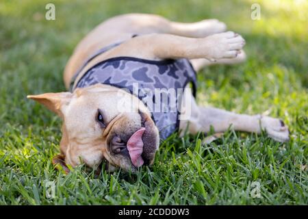 Frenchie sdraiato sul fianco e rilassante sull'erba. Foto Stock