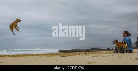 Un cane salta in alto per prendere una palla su una spiaggia in Australia . Foto Stock