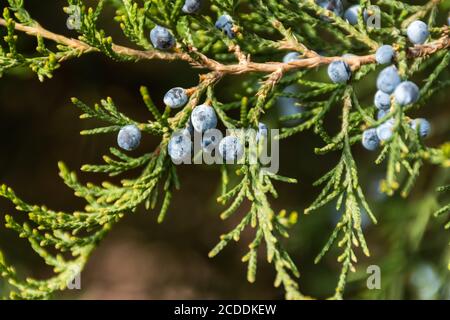 Primo piano di bacche di ginepro blu. Sfondo morbido sfocato con bacche. Ginepro arbusto in un fuoco selettivo. Autunno sfondo naturale. Foto Stock