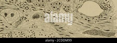 . Gli elementi dell'istologia patologica con particolare riferimento ai metodi pratici . ?•^-^-?- • ^^^^:,. :.* ^ Foto Stock