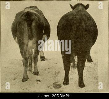 . Alimentazione di stock redditizia; un libro per l'agricoltore . Figura 2.-Jersey Steer, vista laterale, che mostra i quarti medi e leggeri pesanti. TIPO DI MANZO. 117. Fig. 3 – Ascolta la vista di Tlie Angus e Jersey Steers, sliowiug forte contrasto nello sviluppo di schiena, lombata, groppa e cosce. Foto Stock