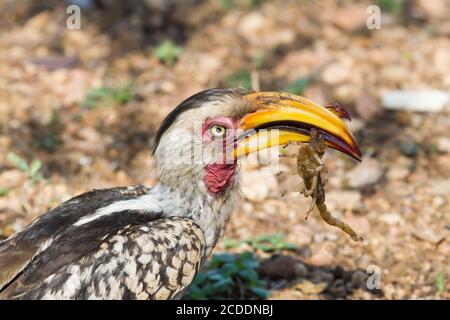 Closeup a becco d'oro (Tockus leucomelas), con la fattura gialla del sud, mangiando uno scorpione nel Parco Nazionale di Kruger, in Sud Africa, con sfondo bokeh Foto Stock