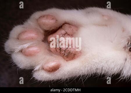 Primo piano delle zampe e delle suole di un gatto bianco. Mettere a fuoco i piedi anteriori della zampa. Sfondo scuro Foto Stock