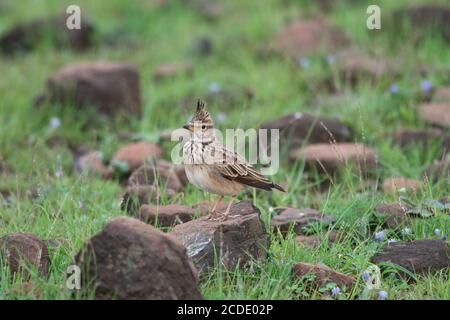 Lark crestato, Galerida cristata sulla roccia, Larks, posizione, Saswad, Maharashtra Foto Stock