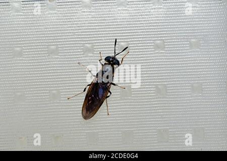 Black Soldier fly, Hermetia illucens, Satara, Maharashtra, India Foto Stock