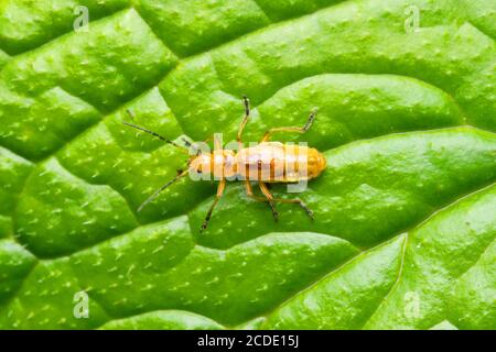 Ninfa di comune soldato rosso fetle, Thagonycha fulva, Satara, Maharashtra, India Foto Stock