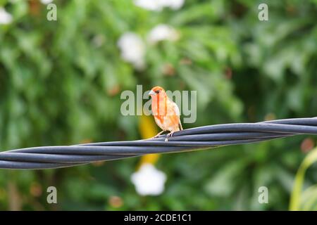 Il fody rosso, noto anche come fody malgascio , il cardinale rosso fody a Mauritius è originario del Madagascar e introdotto in varie altre isole Foto Stock