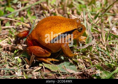 Una grande rana arancione è seduta nell'erba Foto Stock