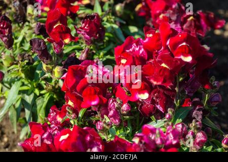 Snapdragon Antirrhinum majus Leone Rosso Foto Stock