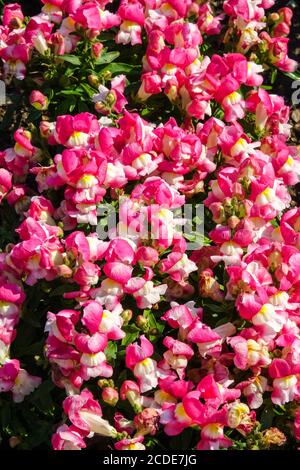 Snapdragon Antirrhinum majus Leo Bicolor Cherry snapdragon fiore Foto Stock