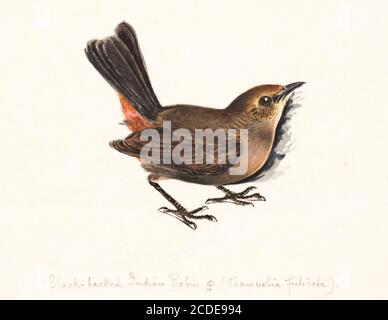 Femmina indiano robin (Copsychus fulicatus o Saxicoloides fulicata) 18 ° secolo dipinto ad acquerello di Elizabeth Gwillim. Lady Elizabeth Symonds Gwillim (21 aprile 1763 – 21 dicembre 1807) è stata una . 1808 Lady Gwillim dipinse una serie di circa 200 acquerelli di uccelli indiani. Prodotto circa 20 anni prima di John James Audubon, il suo lavoro è stato acclamato per la sua precisione e le sue posizioni naturali come sono stati tratti dalle osservazioni degli uccelli nella vita. Dipinse anche pesci e fiori. McGill University Library e Ar Foto Stock