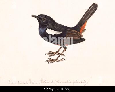 Rapina indiana maschile (Copsychus fulicatus o Saxicoloides fulicata) dipinto ad acquerello del XVIII secolo di Elizabeth Gwillim. Lady Elizabeth Symonds Gwillim (21 aprile 1763 – 21 dicembre 1807) è stata una . 1808 Lady Gwillim dipinse una serie di circa 200 acquerelli di uccelli indiani. Prodotto circa 20 anni prima di John James Audubon, il suo lavoro è stato acclamato per la sua precisione e le sue posizioni naturali come sono stati tratti dalle osservazioni degli uccelli nella vita. Dipinse anche pesci e fiori. McGill University Library and Arch Foto Stock
