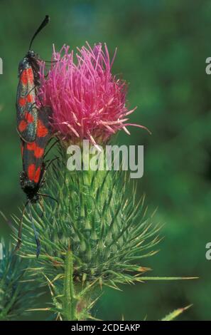 Goccioline di sangue comuni, RAM a sei punti, Zygaena filipendulae, Burnett a sei punti Foto Stock