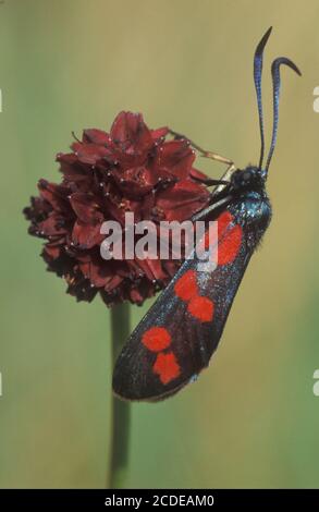 Goccioline di sangue comuni, RAM a sei punti, Zygaena filipendulae, Burnett a sei punti Foto Stock