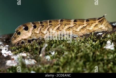 Falco di vino medio, Deilephila Elpenor, Elephant Hawk-moth Foto Stock