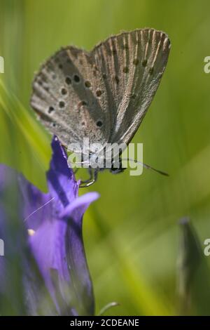 Blu genziana, Blu Genziana, Maculinea alcon, Alcon Blue, Austria, Austria Foto Stock