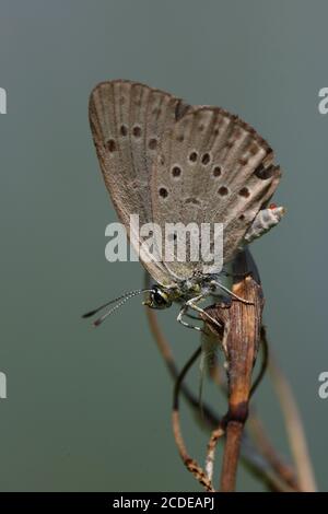 Blu genziana, Blu Genziana, Maculinea alcon, Alcon Blue, Austria, Austria Foto Stock