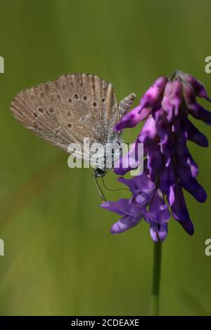 Blu genziana, Blu Genziana, Maculinea alcon, Alcon Blue, Austria, Austria Foto Stock