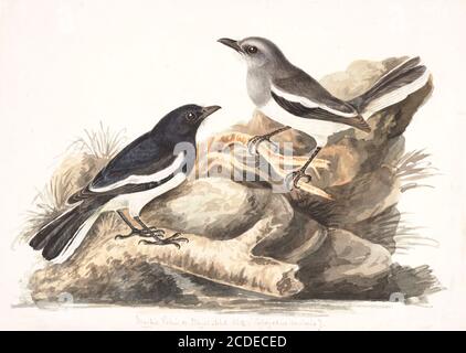 Maschio e femmina orientale Mappie-robin (Copsychus saularis) è un piccolo uccello passerino che è stato precedentemente classificato come un membro della famiglia di thrush Turdidae, ma ora considerato un flycatcher del Vecchio mondo. Sono uccelli neri e bianchi distintivi con una lunga coda che è tenuta in piedi mentre foraggano sul terreno o perch cospicuously. Che si verificano in gran parte del subcontinente indiano e in alcune parti del sud-est asiatico, sono uccelli comuni nei giardini urbani e nelle foreste. Sono particolarmente noti per le loro canzoni ed erano un tempo popolari come cagebirds. Il magpie-robin orientale è considerato come Foto Stock