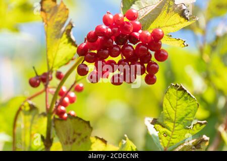 Rosa di guelder selvatico (Opulus di Viburnum) con bacche rosse in un hedgerow durante la fine dell'estate, all'inizio dell'autunno, Regno Unito Foto Stock