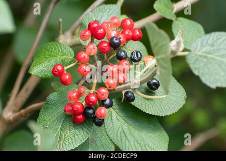 Bacche di viburnum (Viburnum lantana) Durante la fine dell'estate/inizio dell'autunno in un hedgerow britannico Foto Stock