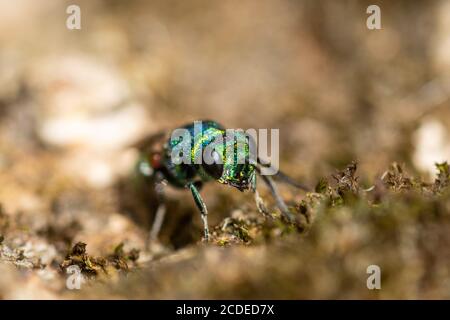 Vespa con coda di rubino (Chrysis ignita agg.), una piccola e colorata vespa solitaria, Regno Unito Foto Stock
