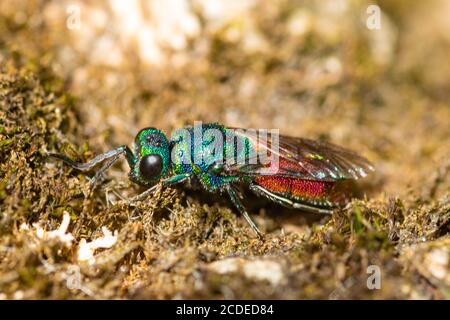 Vespa con coda di rubino (Chrysis ignita agg.), una piccola e colorata vespa solitaria, Regno Unito Foto Stock
