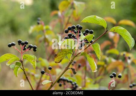 Arbusto di Dogwood (Cornus sanguinea) con grappoli di bacche nere (dogbacche) e ramoscelli rossi che crescono selvaggi in un gerosco, fine estate, Regno Unito Foto Stock