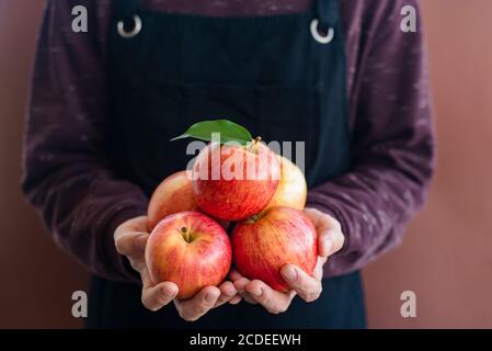 Uomo giardiniere in grembiule e maglione marrone con mele fresche Foto Stock
