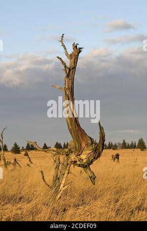 Noir Flohay, Belgien, alberi morti, parco naturale, alta-galline, belgio Foto Stock