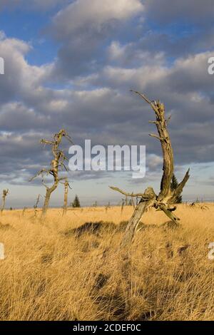 Noir Flohay, Belgien, alberi morti, parco naturale, alta-galline, belgio Foto Stock