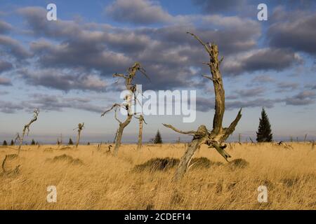 Noir Flohay, Belgien, alberi morti, parco naturale, alta-galline, belgio Foto Stock