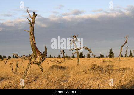 Noir Flohay, Belgien, alberi morti, parco naturale, alta-galline, belgio Foto Stock