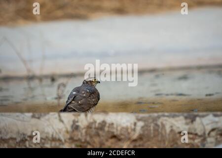 eurasian o sparrowwawk settentrionale in waterhole per dissetarsi durante safari nella foresta jhalana riserva jaipur rajasthan india - accipiter nisus Foto Stock