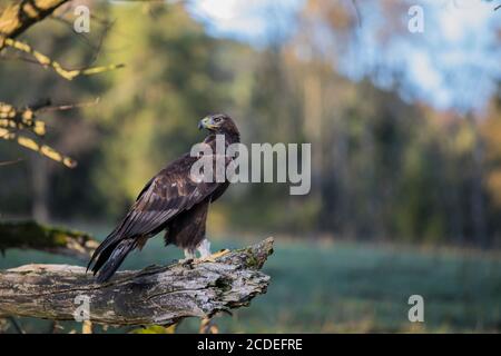 Steinadler, Aquila crisaetos, aquila reale Foto Stock