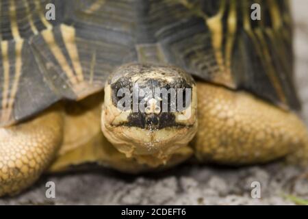 Astrochelys radiata, tartaruga irradiata, Madagaskar Foto Stock