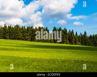 Verde lussureggiante e prato appena falciato nella soleggiata giornata estiva. Spazio rurale con verde foresta di conifere, cielo blu e nuvole bianche sullo sfondo. Foto Stock