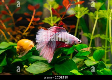 Pink Betta Pesce in acquario Foto Stock