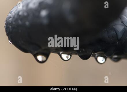 Dresda, Germania. 28 Agosto 2020. Le gocce di pioggia pendono da una ringhiera sulla terrazza di Brühl. Credit: Robert Michael/dpa-Zentralbild/dpa/Alamy Live News Foto Stock