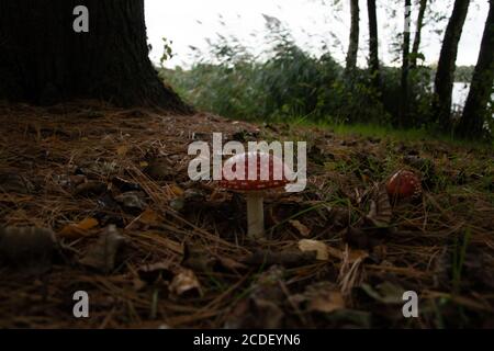 Singolo rosso Fly fungo agarico su un pavimento di foresta Foto Stock