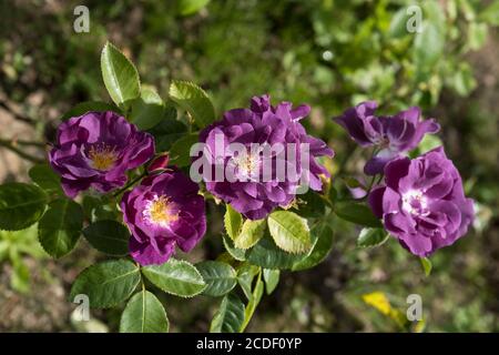 Il premiato Rose ‘Rhapsody in Blue’ Floribunda. Foto Stock