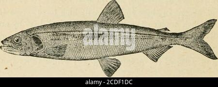 . Un'introduzione alla zoologia : per l'uso delle scuole superiori . Fig. 26.-il Capelin. Mallotus villosus. ^(U. S. P. C.). Fig. 27.-l'Oriente puzzò. Il mordax di Osmerus. .(U. S. F. C.) 12. Un'altra famiglia importante è quella dei Clupeidae o Heriings, che sono quasi tutti pesci marini con un corpo molto pressato, un addome sei-rated e nessuna pinna adiposo. Thecommonest specie ai-e l'aringa, C. harengus L. e la SHAD,C. sapidissima; la prima generazione in mare, i secondi ascendrivers a farlo. Una siiecies di Clupea l'Alewife (C. vernalis) ZOOLOGIA DELLA SCUOLA SUPERIORE. 61 è terra-lockecl in alcuni interni-w. Foto Stock