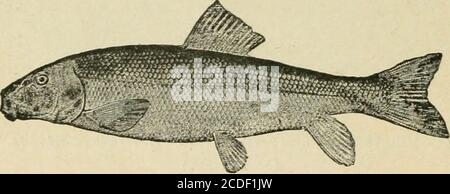 . Un'introduzione alla zoologia : per l'uso delle scuole superiori. Le ossa del eal sono ben fornite con esso. Sul tetto del themouth di fronte al primo gill si trova un rudimentale quinto gillchiamato un pseudobranch, attraverso il quale circola solo sangue arterioso 5 58 ZOOLOGY LICEO; il suo significato sarà poi spiegato. La Thisfamily è caratteristicamente una di acqua dolce, la sezione di theCatosomidae essendo quasi confinata in Nord America, ed in-cluding le nostre ventose, il laghetto-mullet (Fig. 23), carpa e carpa-sucker, mentre il resto dei Cyprinoids sono abbondantemente rappresentati nel Vecchio mondo pure a. Foto Stock